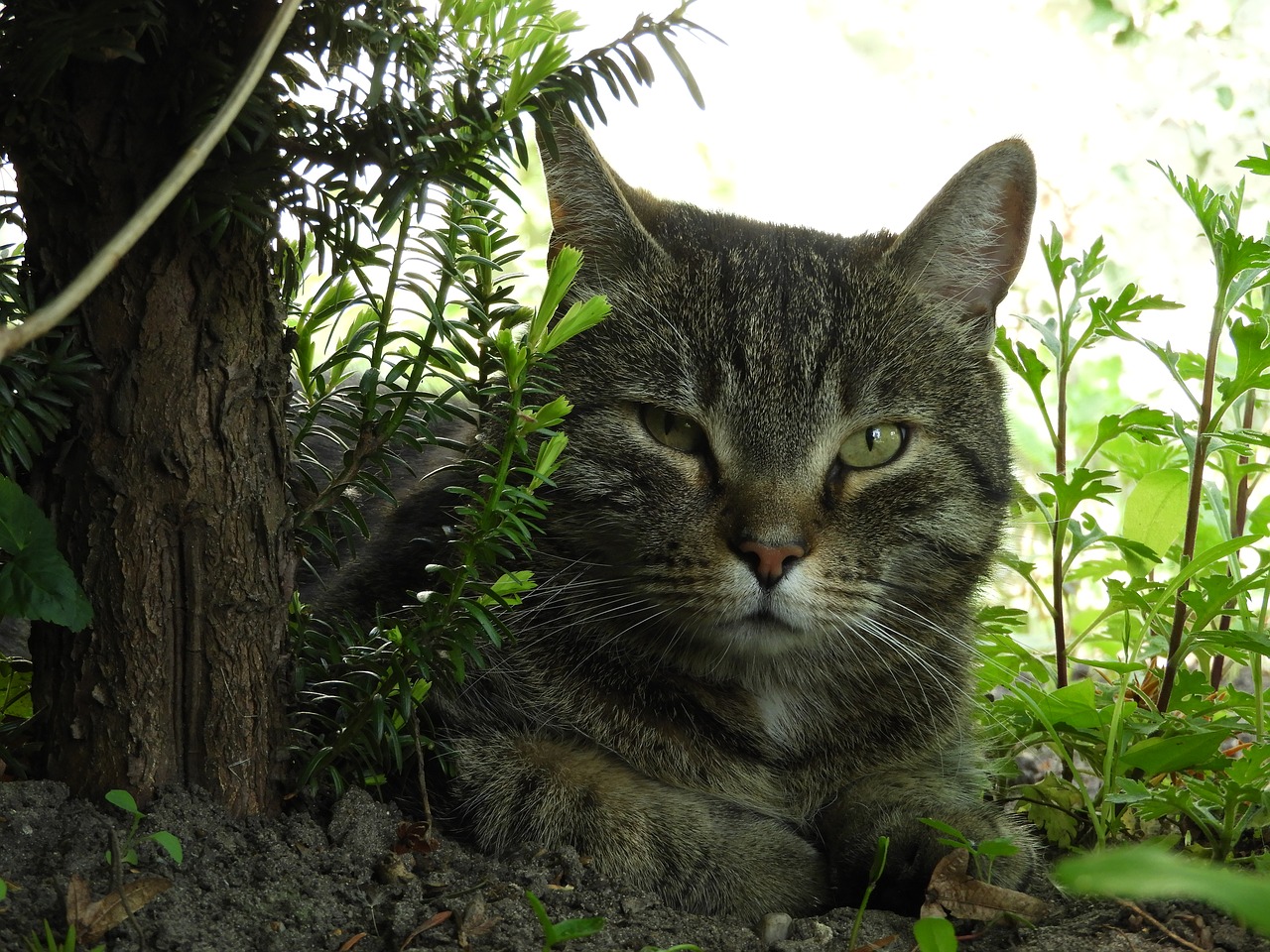 cat shadow relax free photo