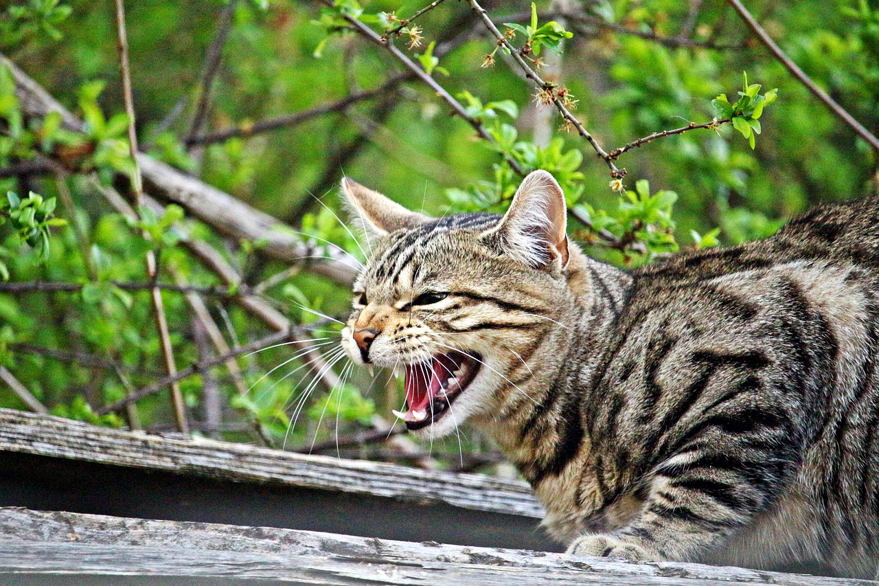 cat mieze hiss free photo