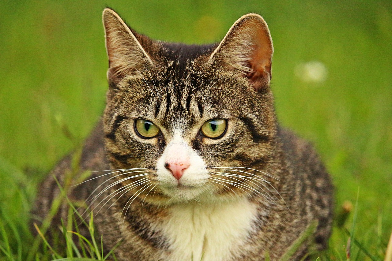 cat tiger cat mackerel free photo