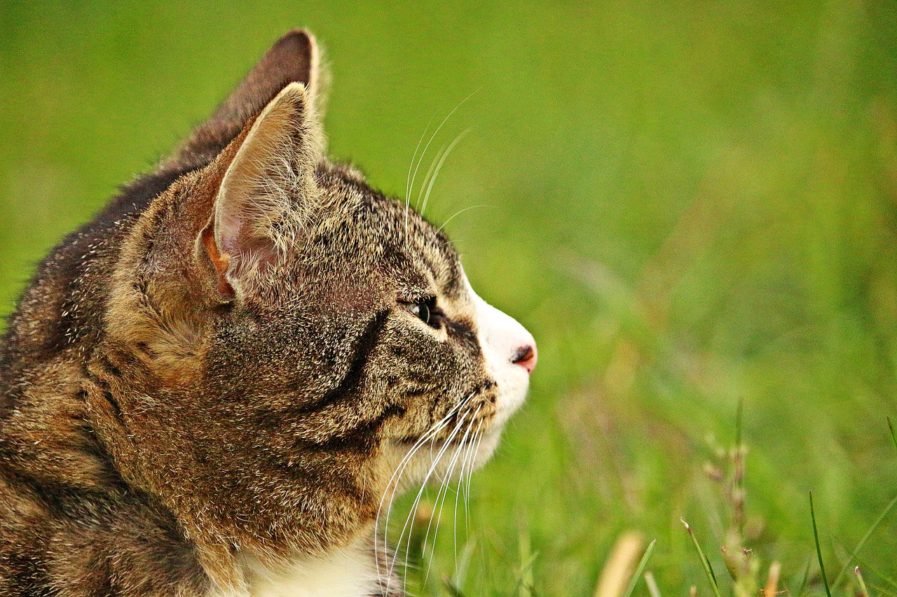 cat cat portrait mackerel free photo