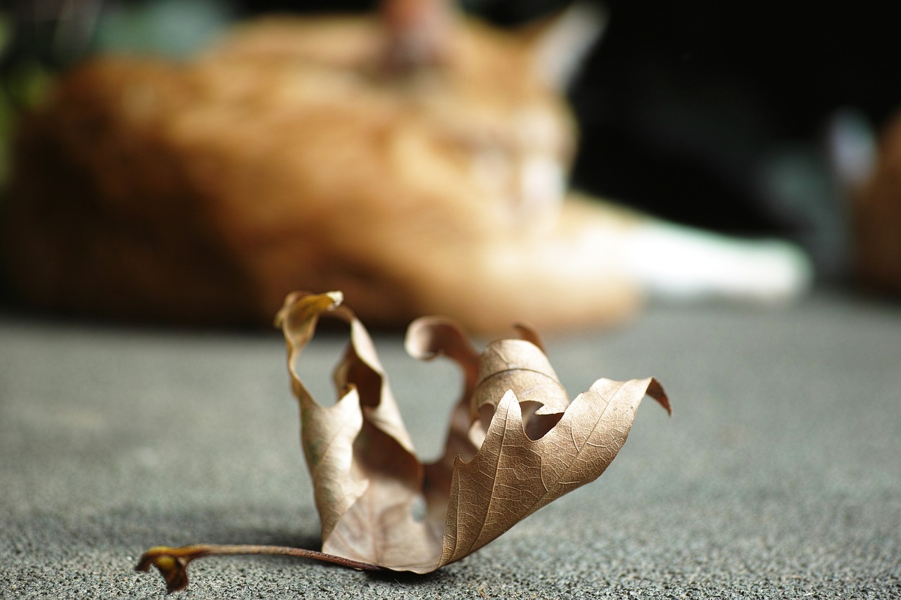 cat leaves nature free photo