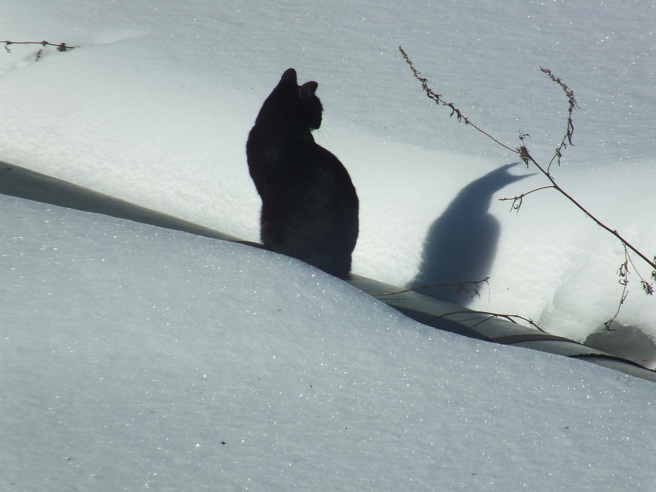 cat snow winter free photo