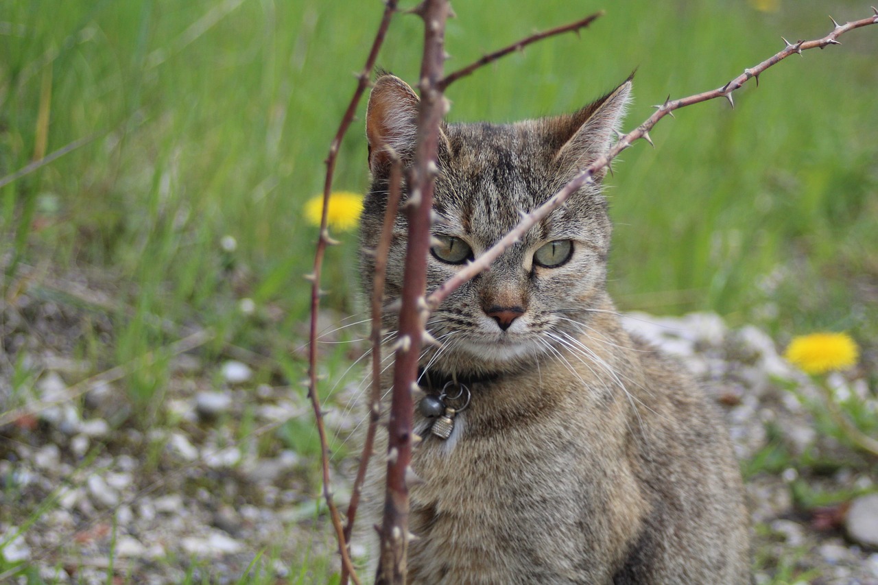 cat branches watch free photo