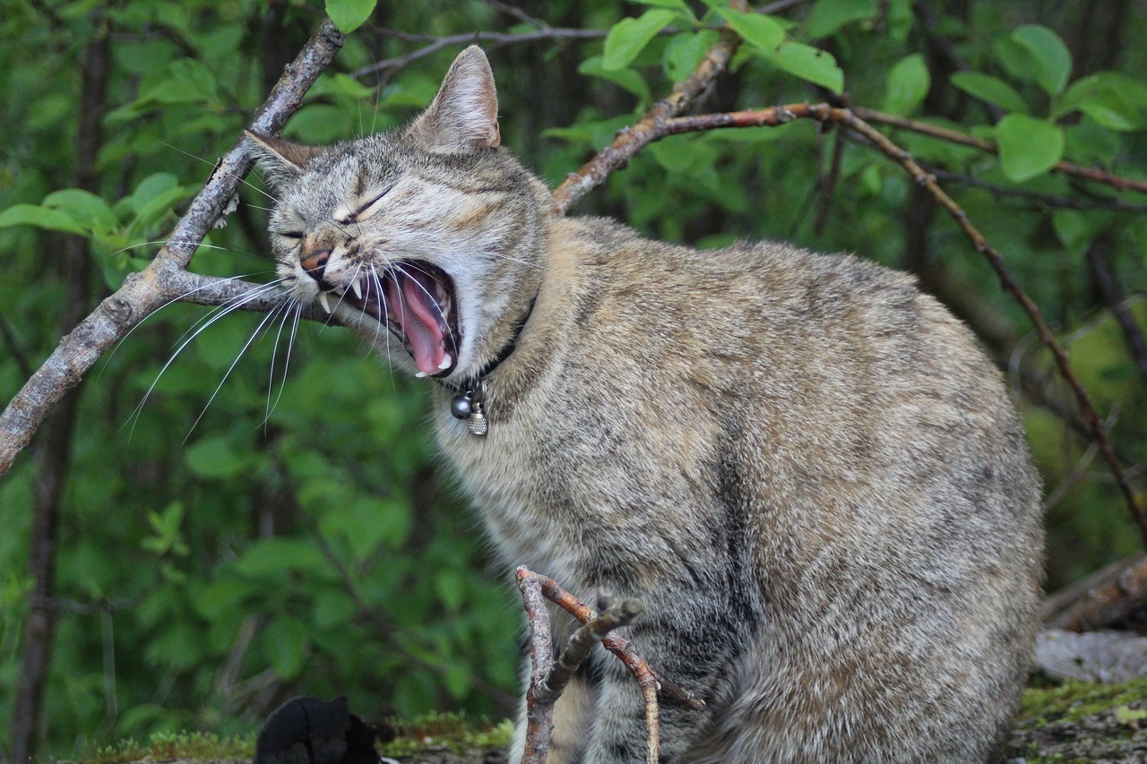 cat meow snarling free photo