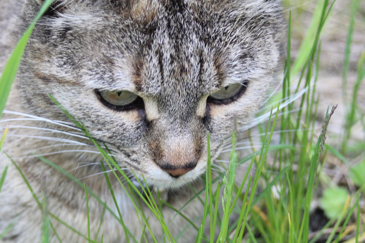 cat grass lurking free photo