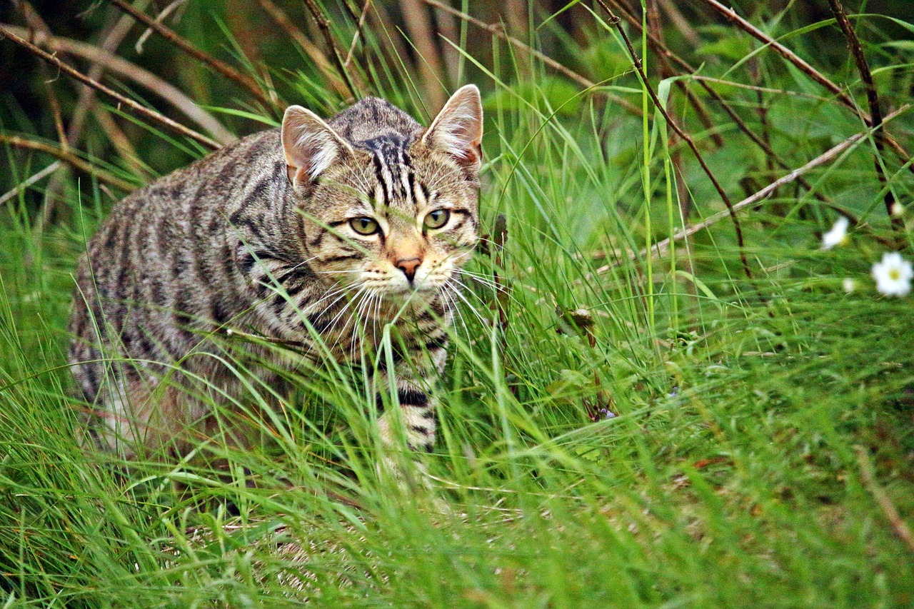 cat tiger tiger cat free photo