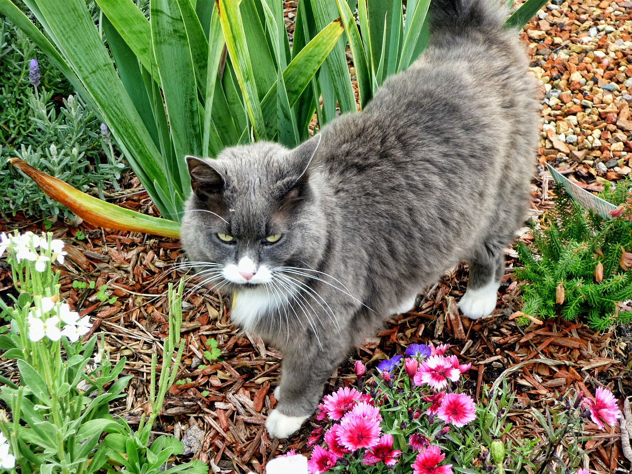 cat grey cat garden free photo