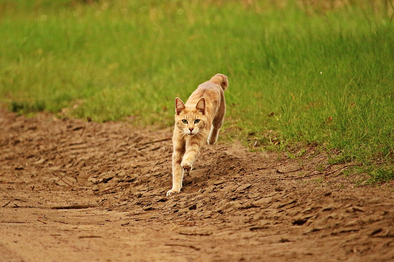 cat mieze tiger cat free photo