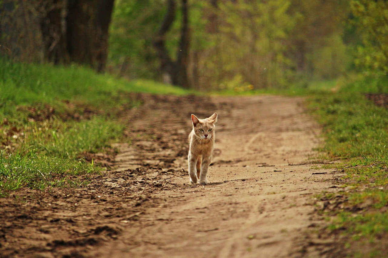 cat mackerel tiger cat free photo