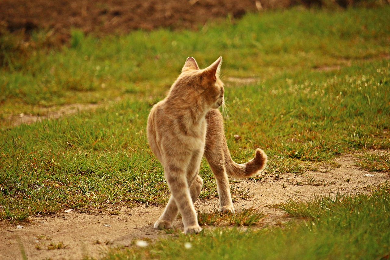 cat tiger cat mackerel free photo