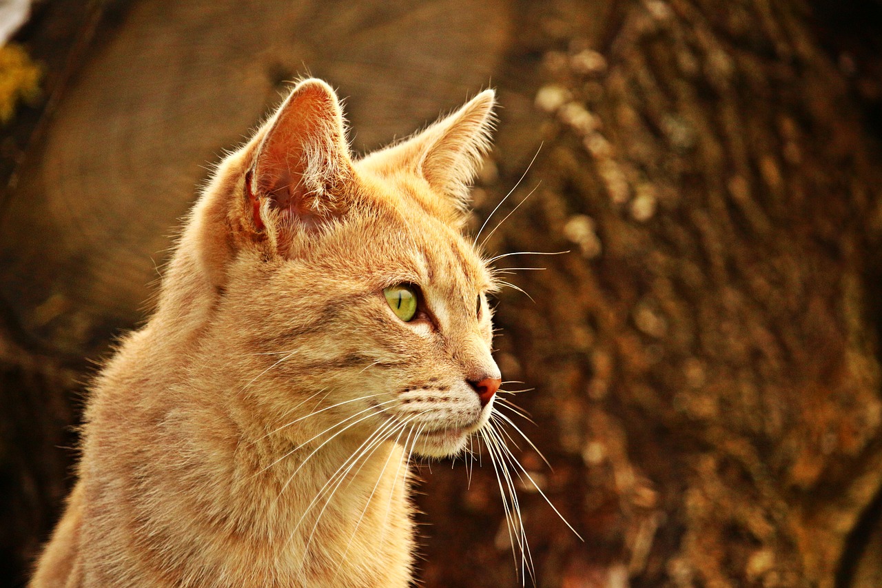 cat mieze tiger cat free photo