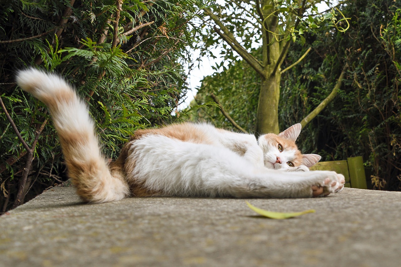 cat lying tail free photo