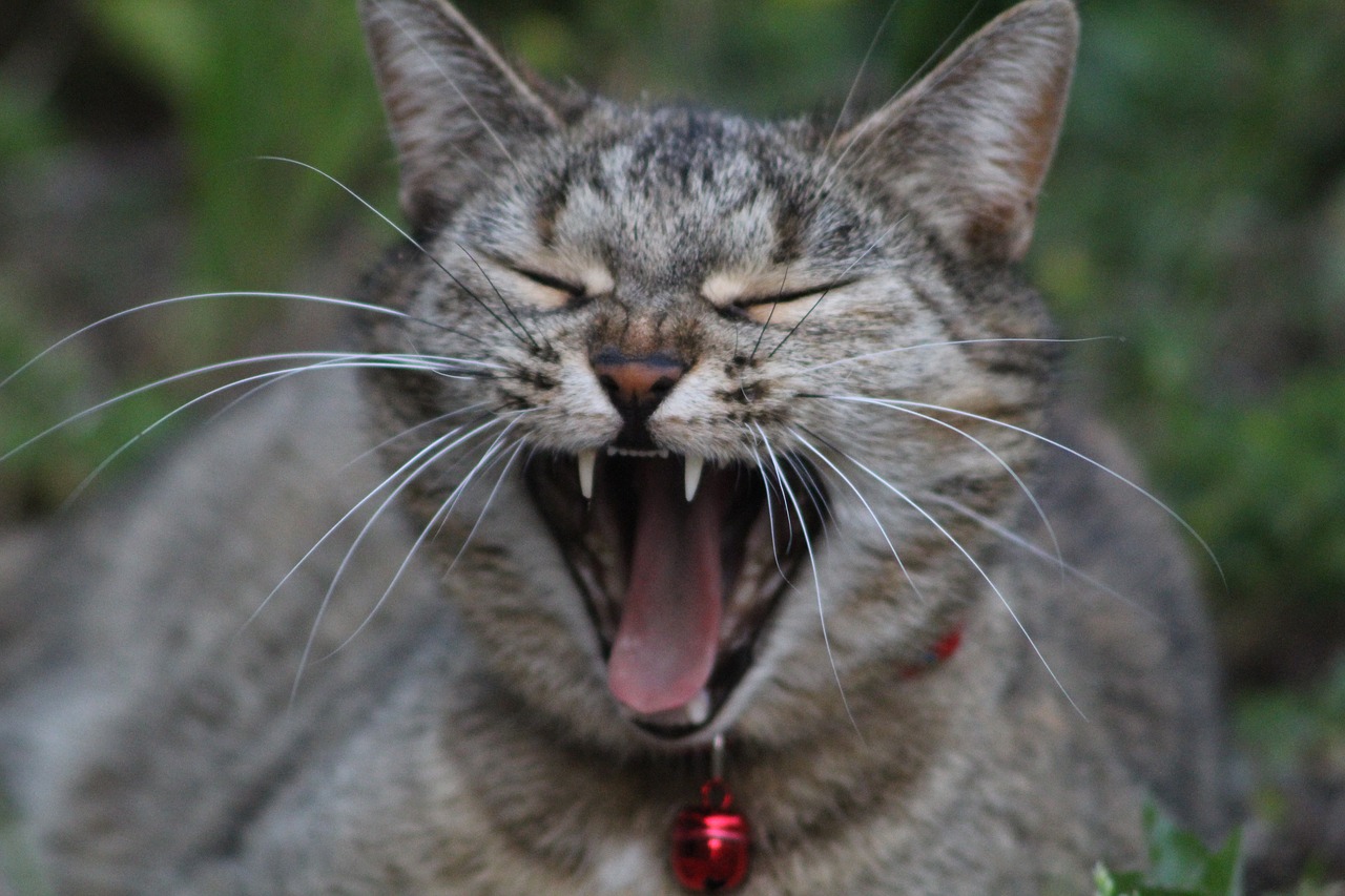 cat tired yawn free photo