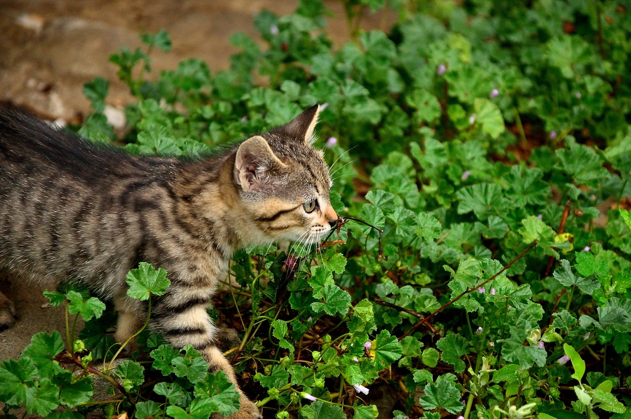 cat kitten feline free photo