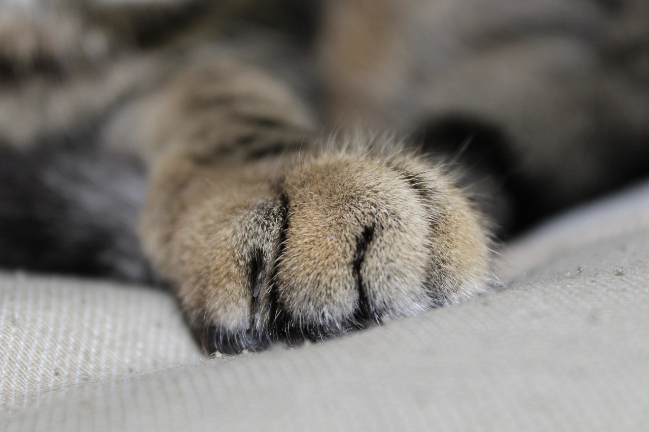 cat paw paw print free photo