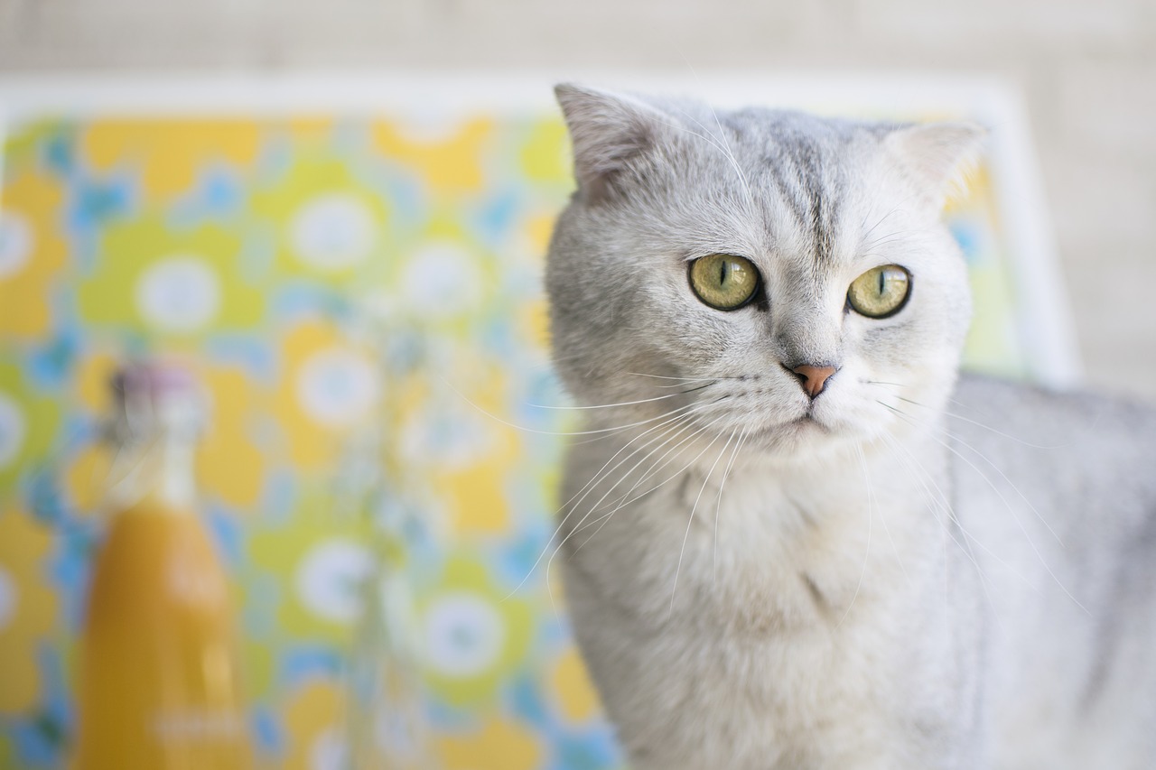 cat scottish fold pet free photo