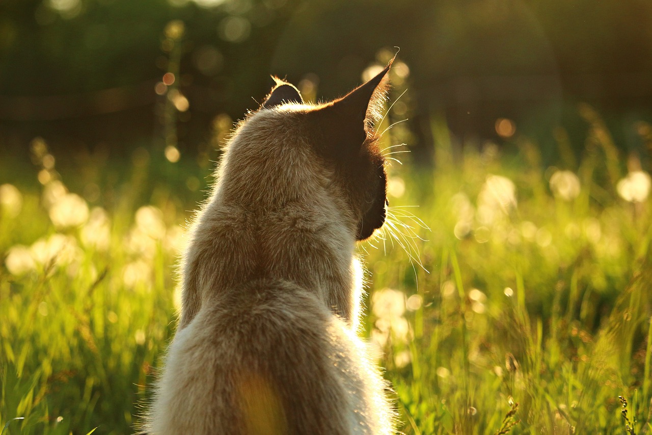 cat siamese cat siamese free photo