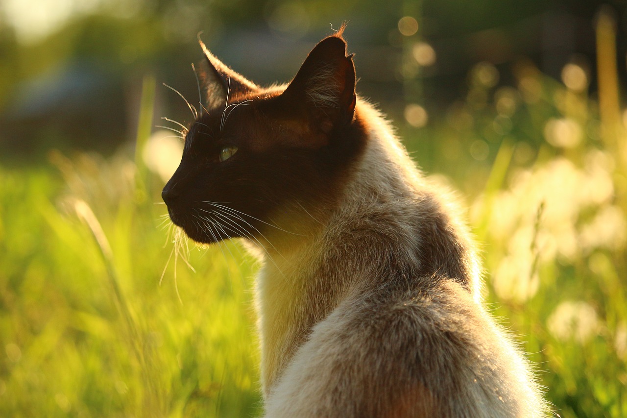 cat siam siamese free photo