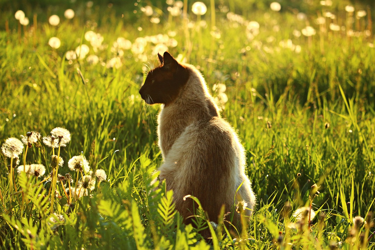 cat mieze siamese cat free photo