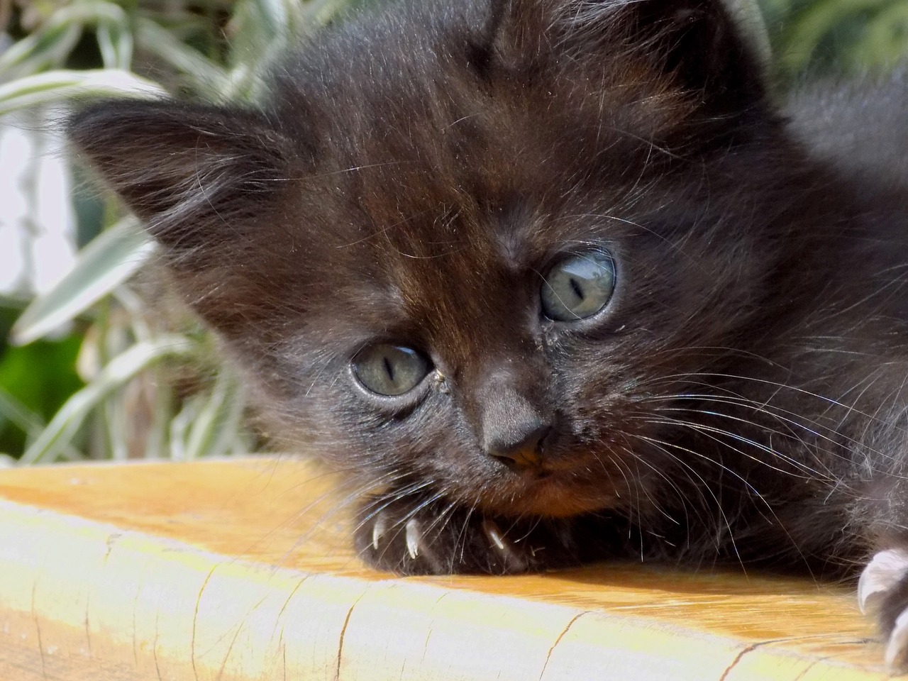 cat black pet free photo