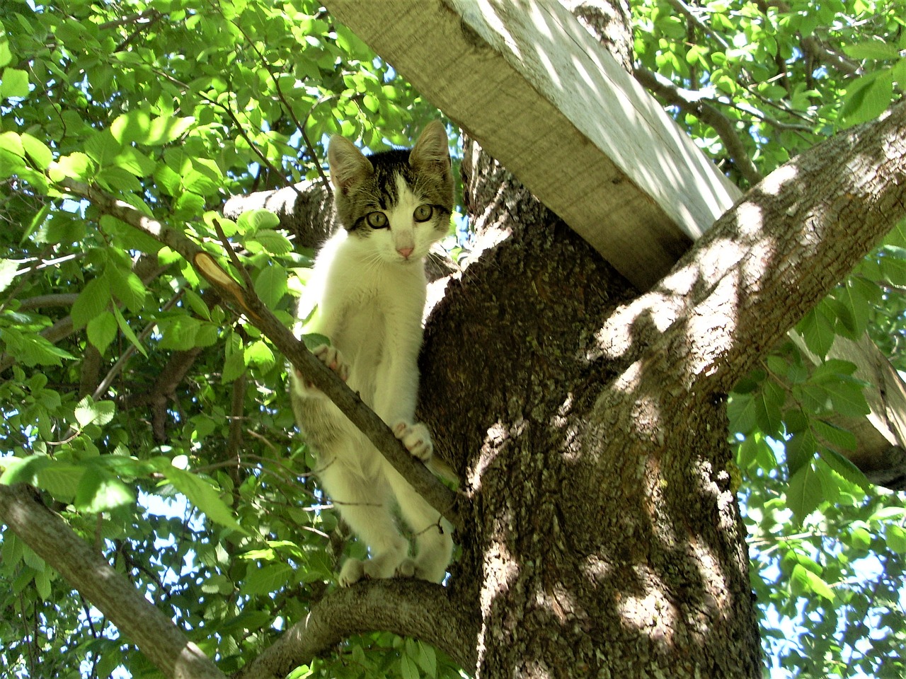 cat kitten tree free photo