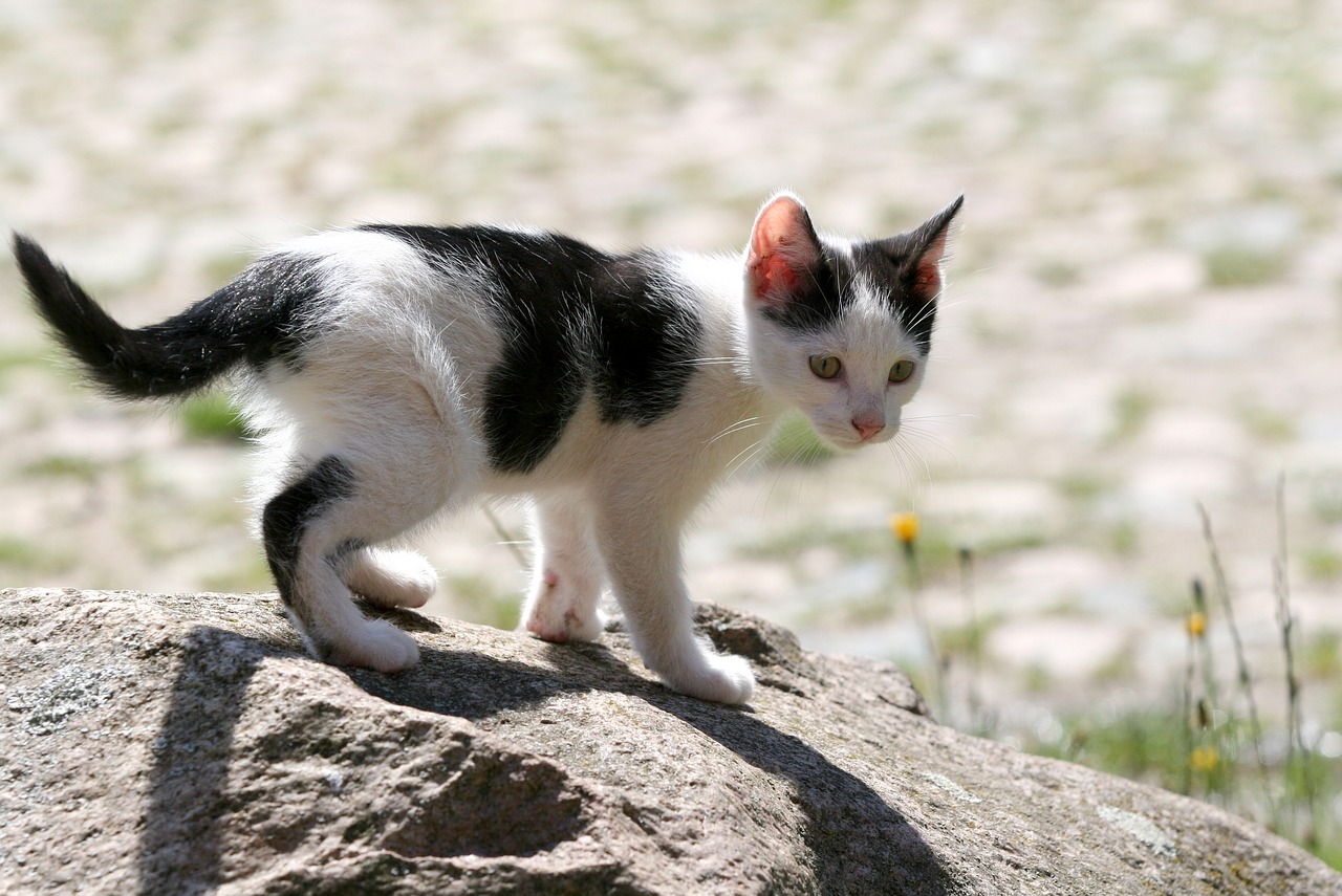 cat puppy kitten free photo