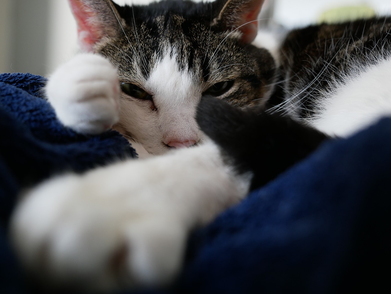 cat relaxed sleep free photo