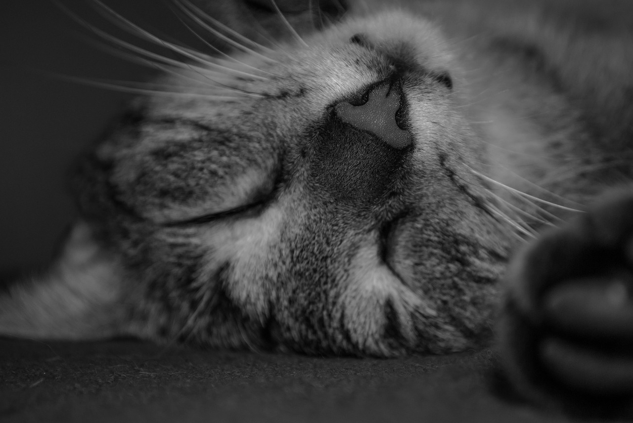 cat dream domestic cat free photo