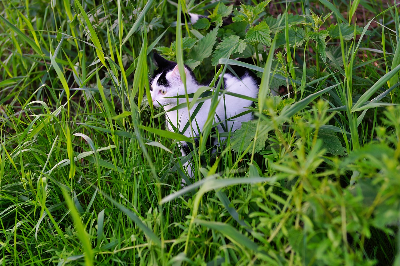 cat hidden lauer free photo