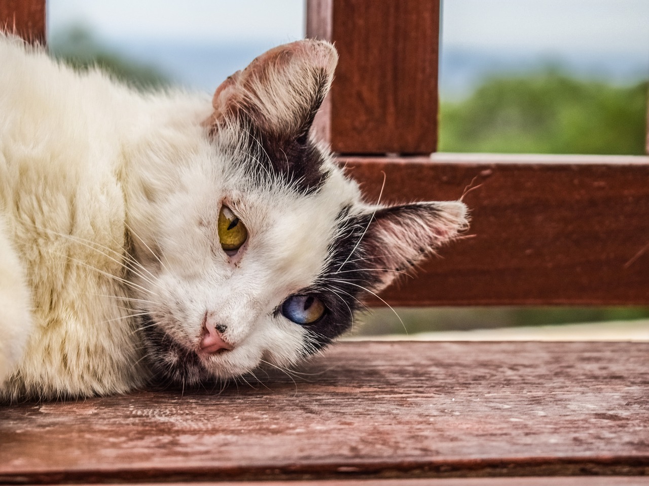 cat stray looking free photo