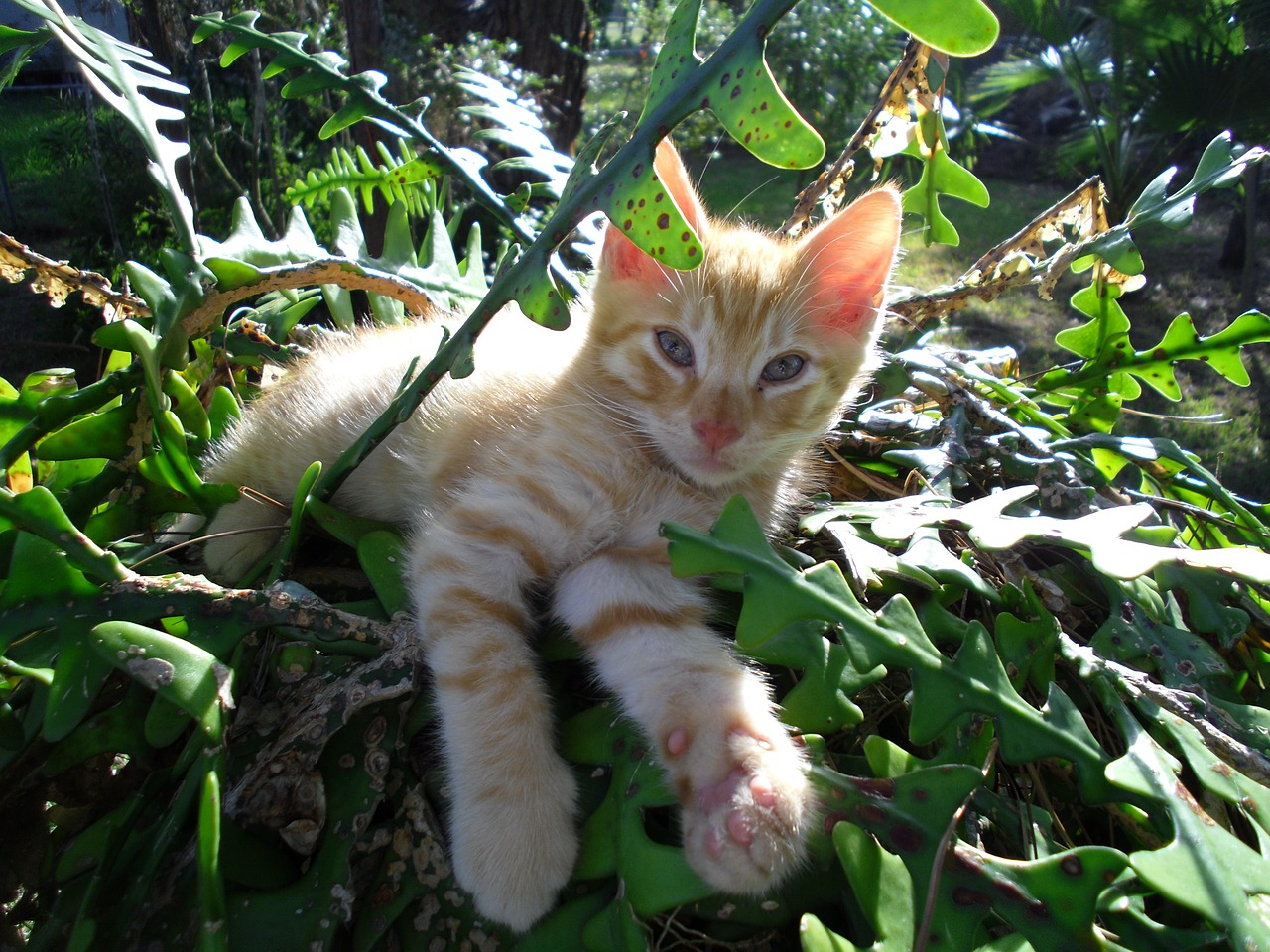 cat yard plant free photo