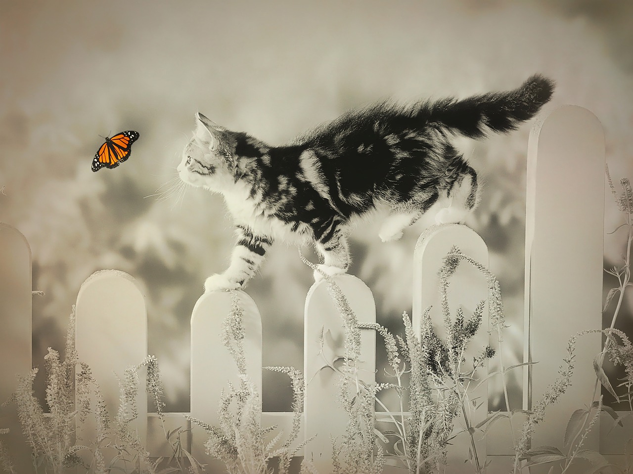 cat butterfly whimsical free photo