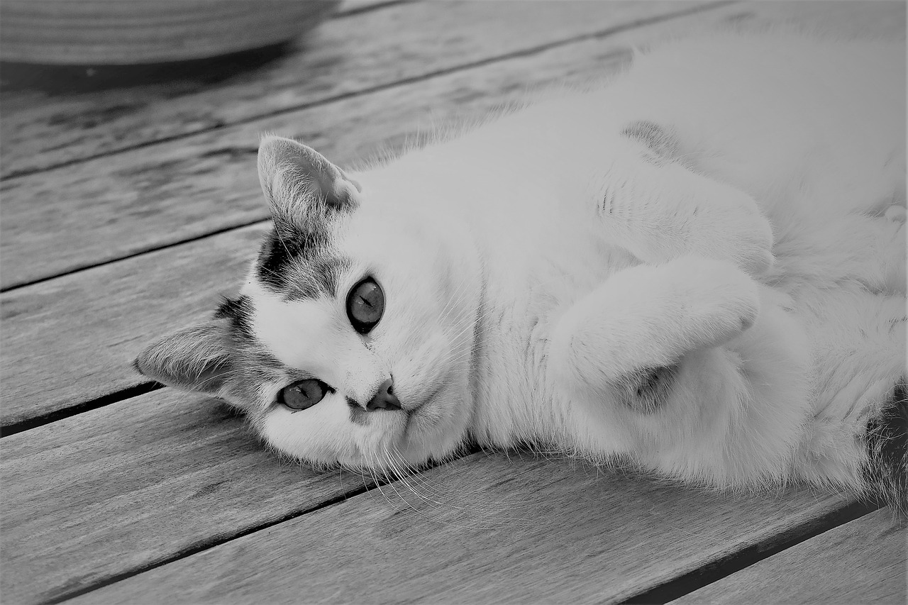 cat white animal free photo