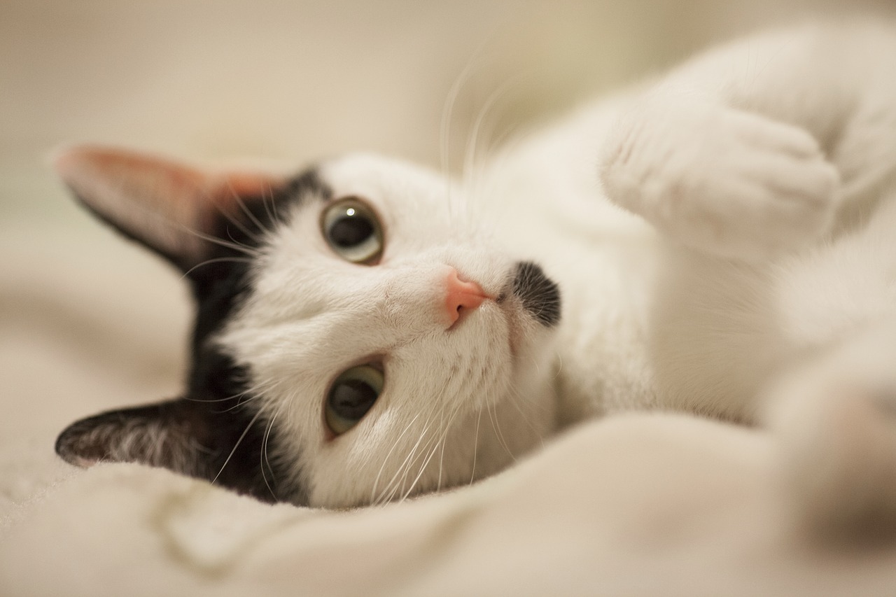 cat overview cute free photo