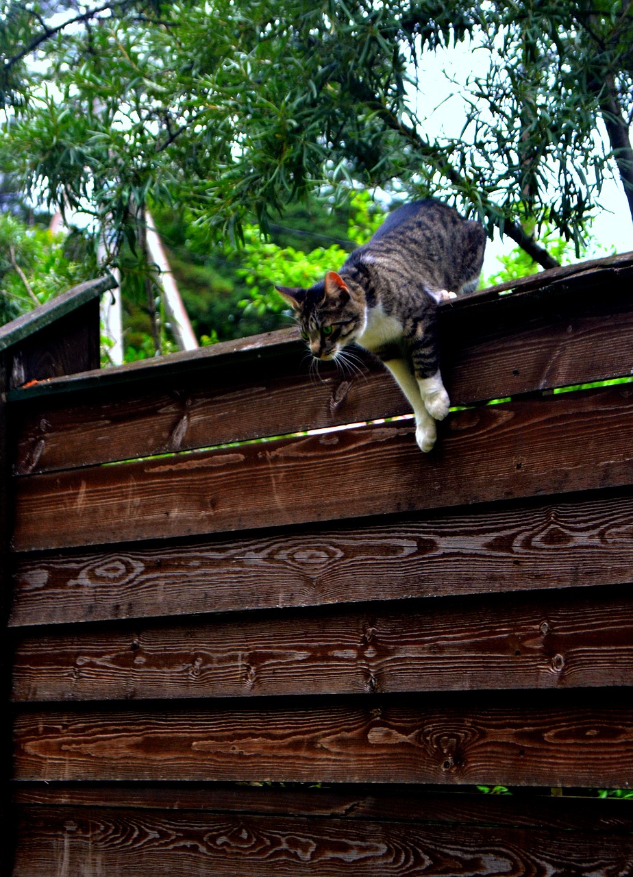 cat fence jump free photo