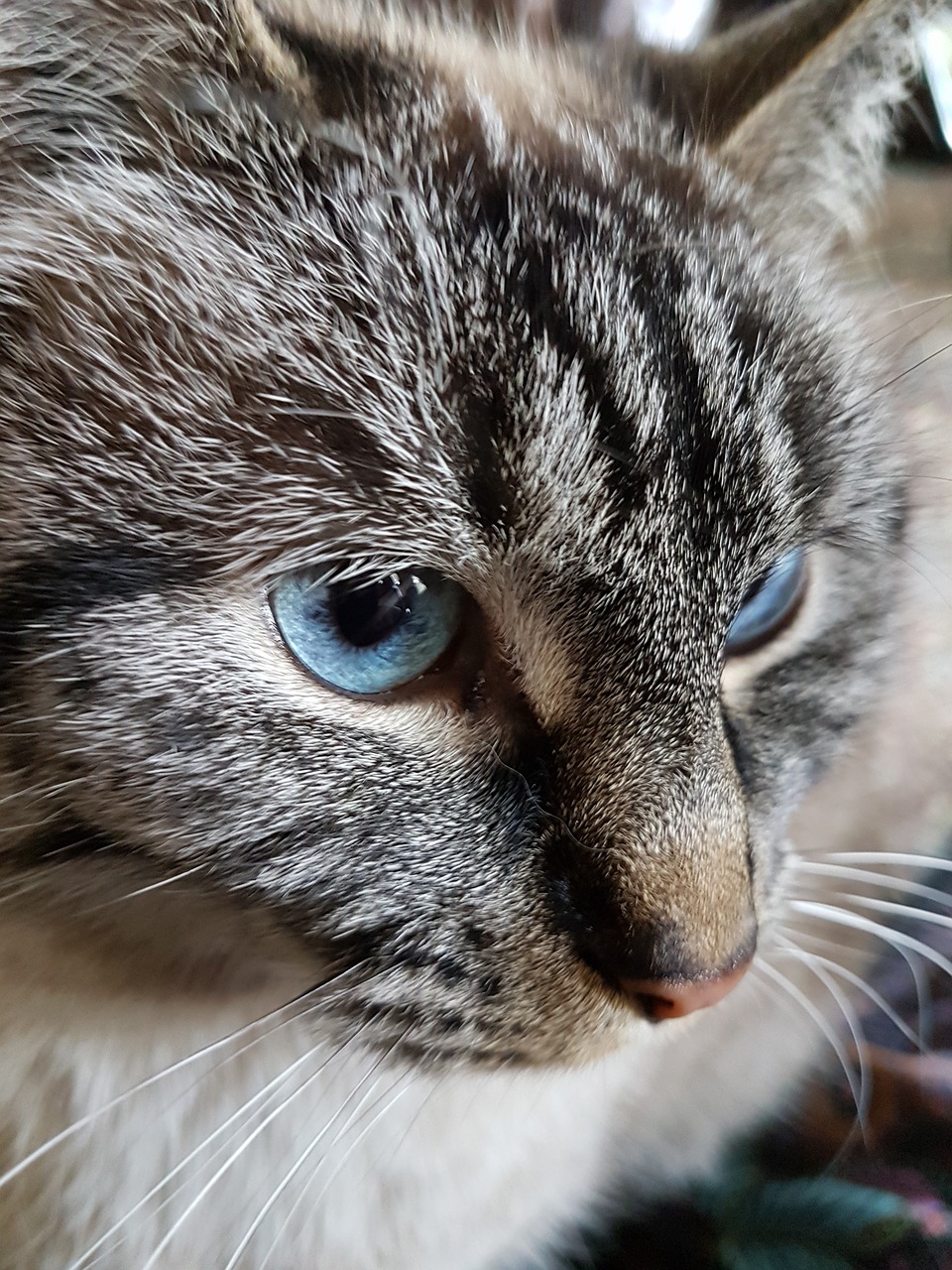 cat blue eyes portrait free photo