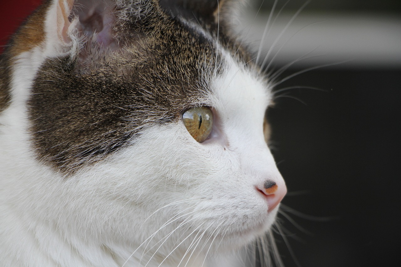 cat mackerel portrait free photo