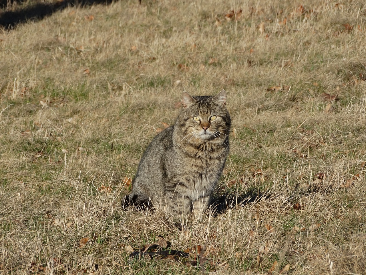 cat pet domestic cat free photo