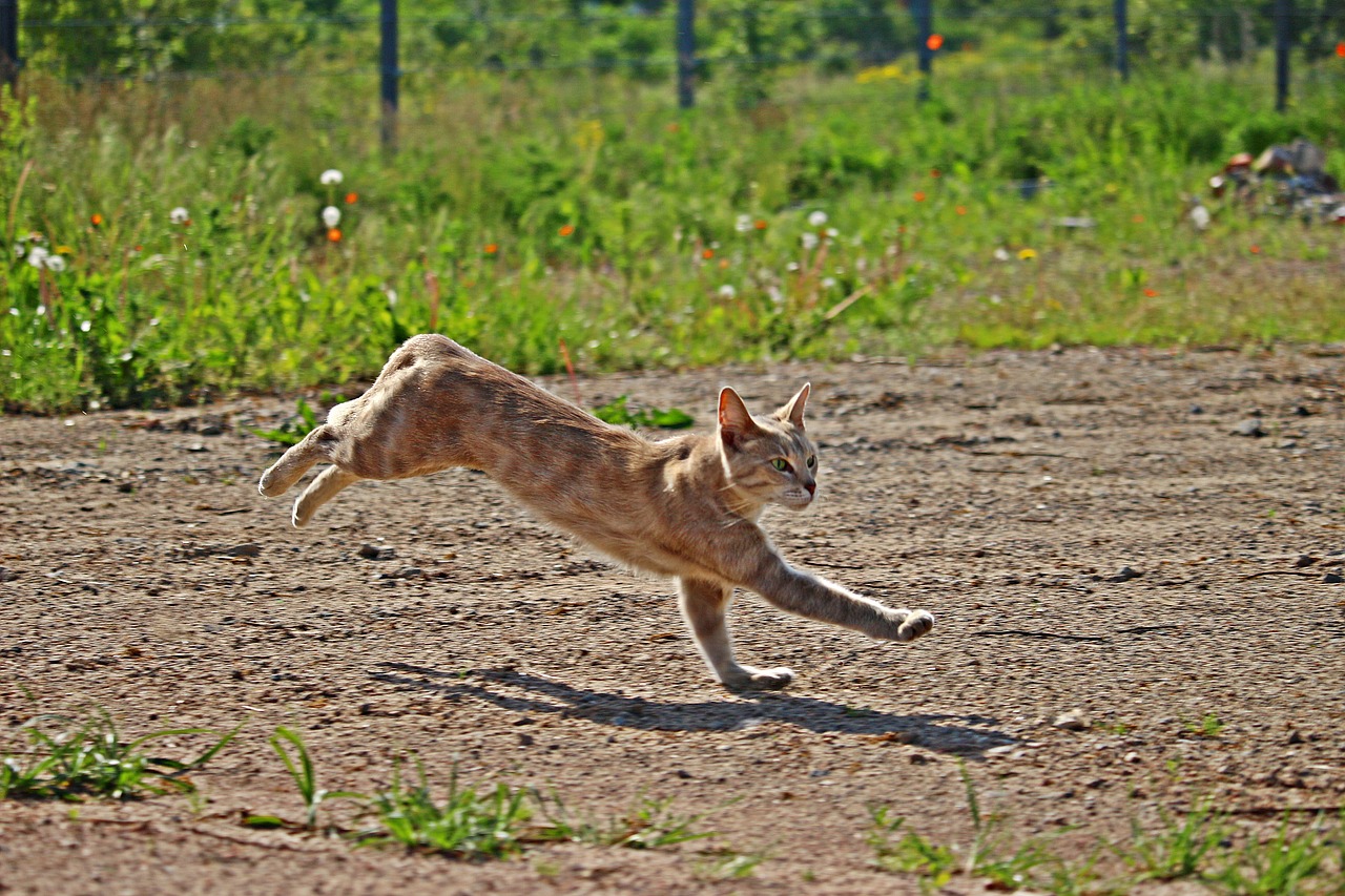 cat tiger cat kitten free photo