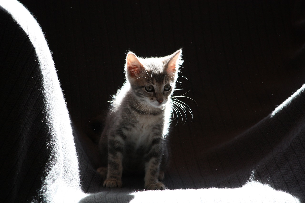 cat kitten sun free photo