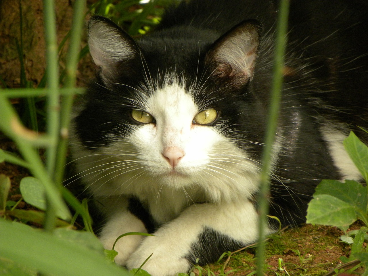 cat yellow eyes eyes free photo