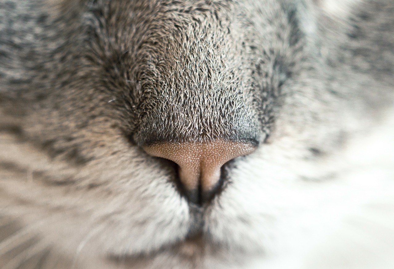 cat nose feline free photo