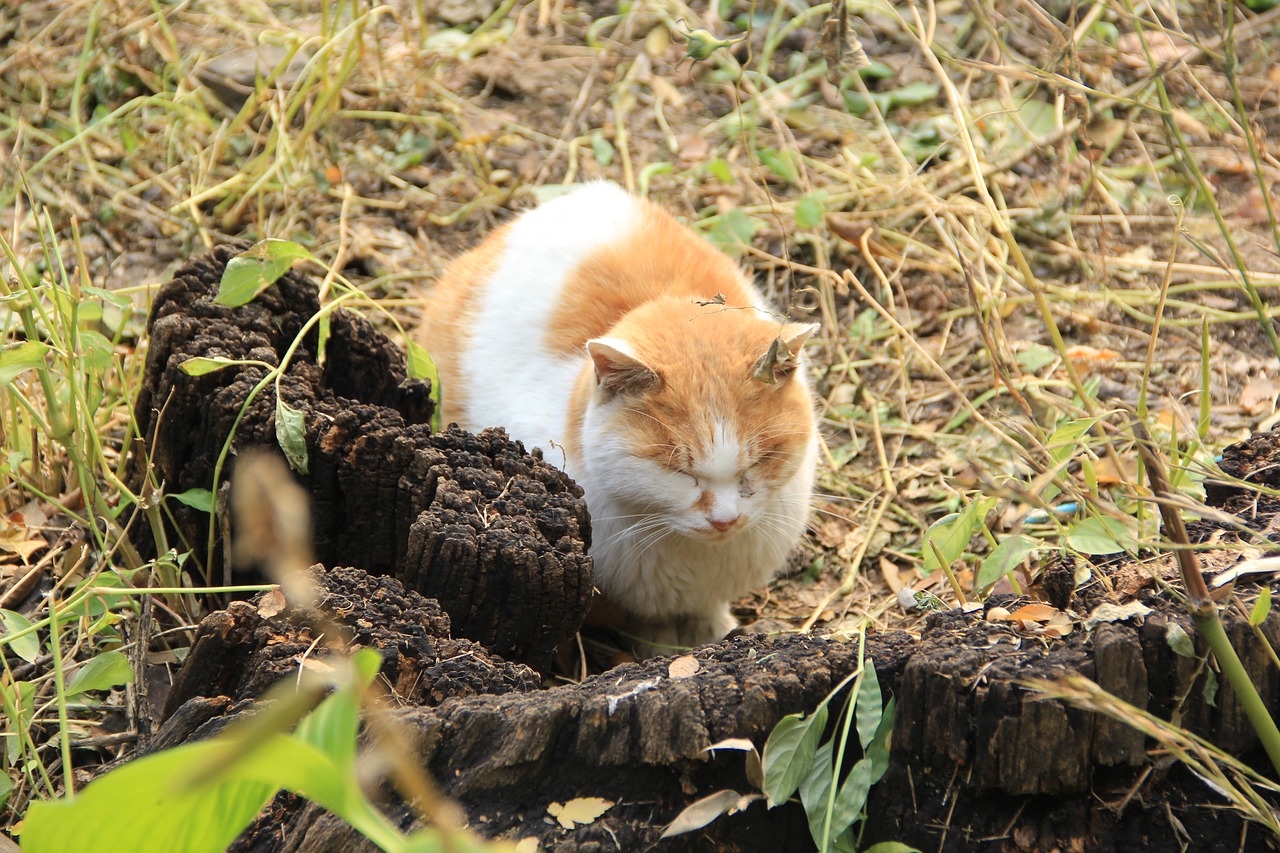 cat sleep the yard free photo