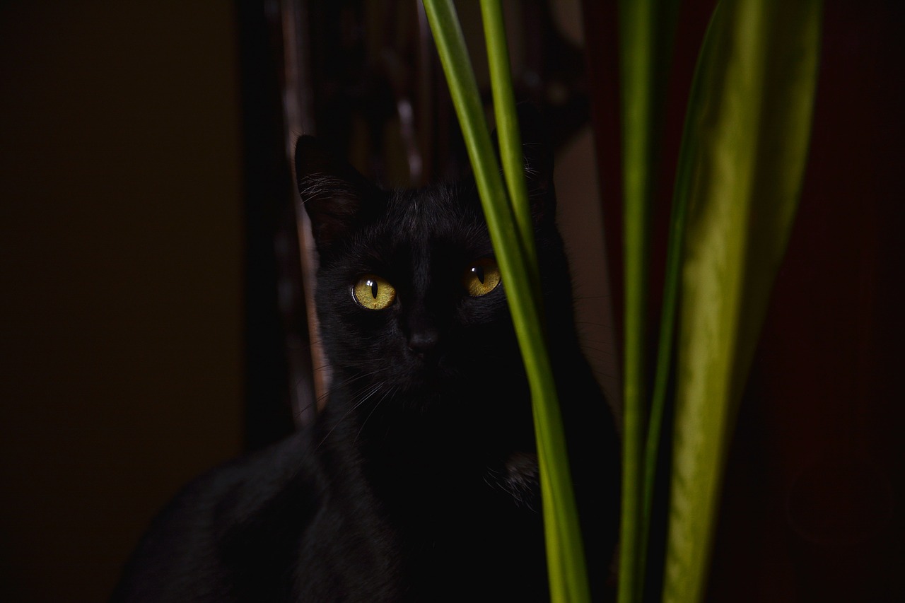 cat black domestic cat free photo