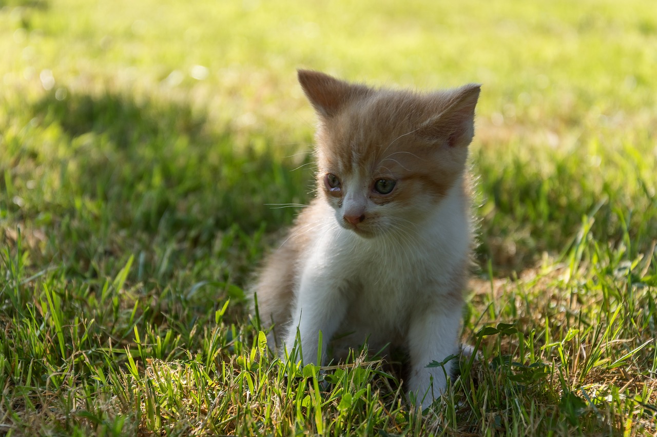 cat kitten animal free photo