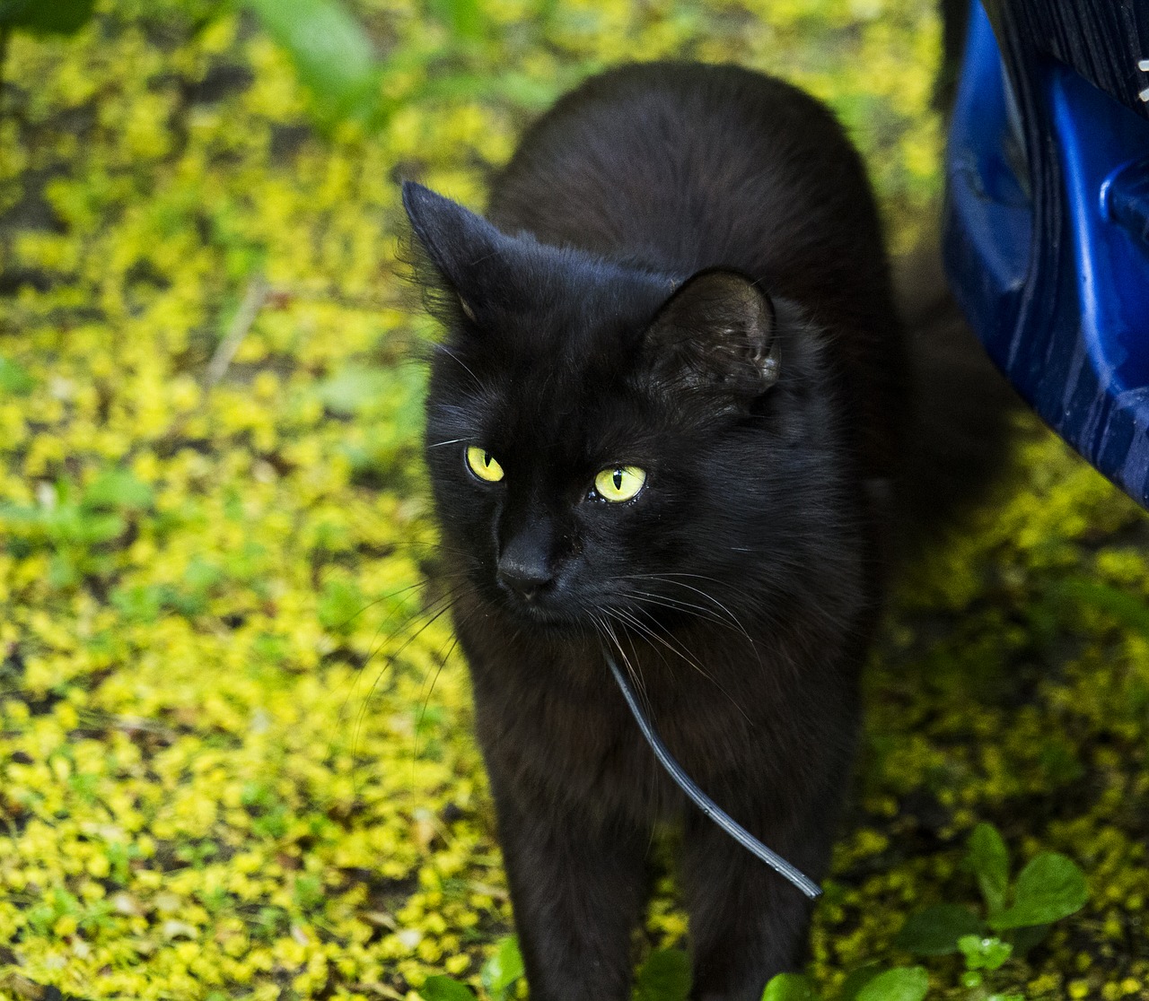 cat summer handsomely free photo