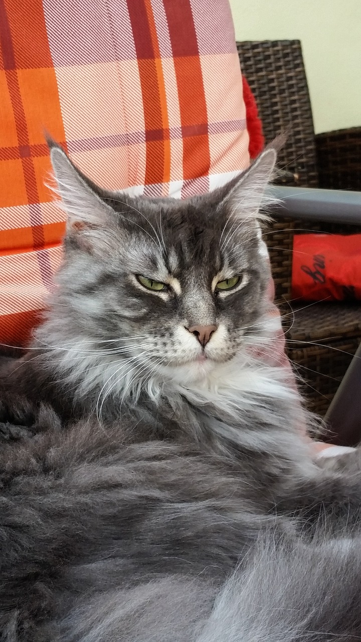 cat maine coon big cat free photo