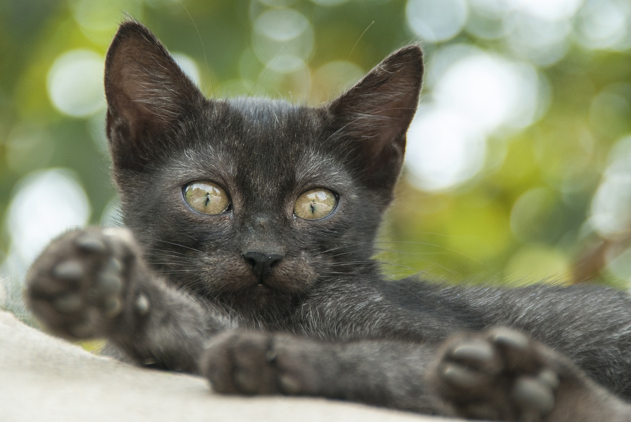 cat eye green free photo