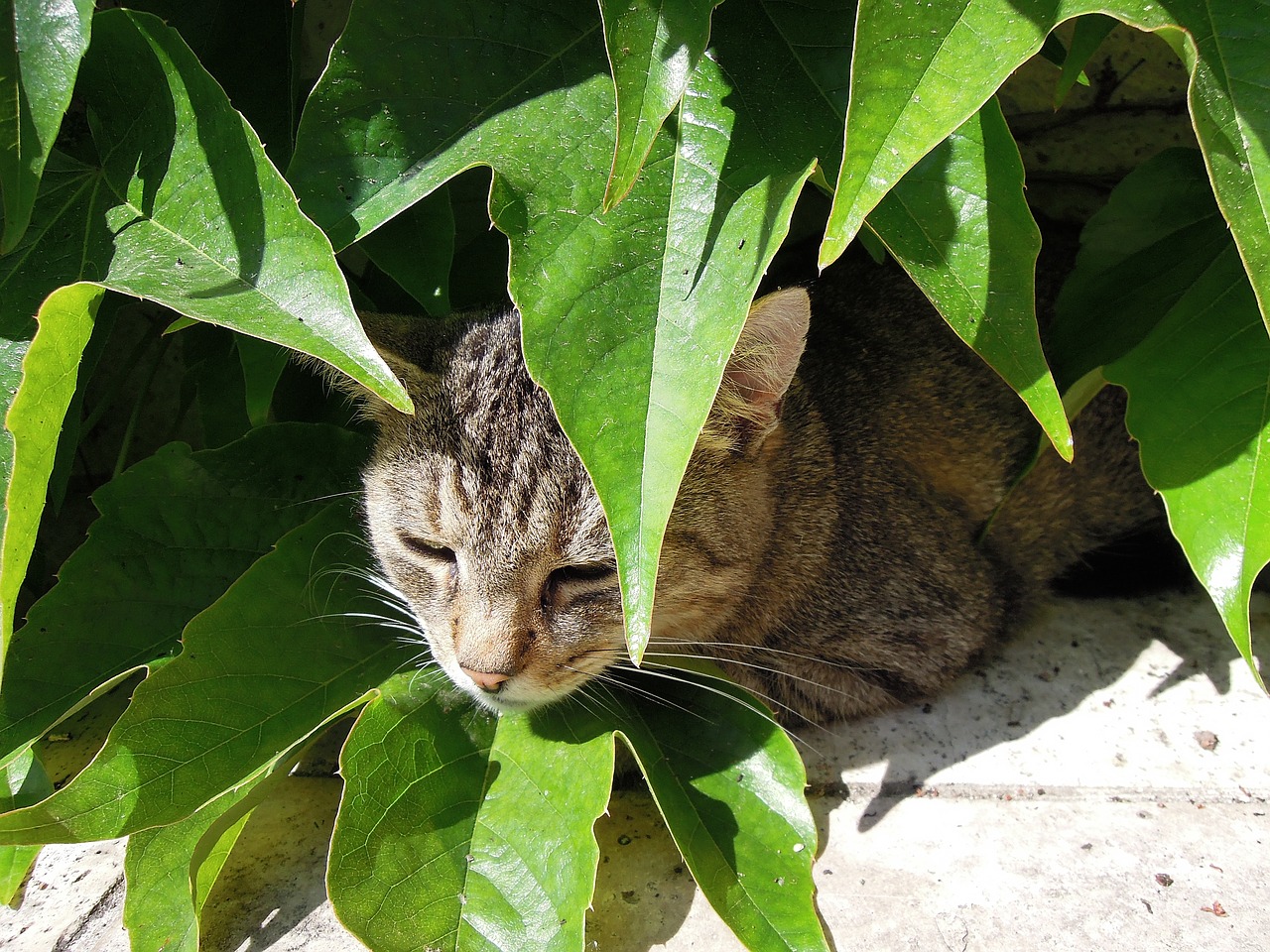 cat kitten tabby kitten free photo