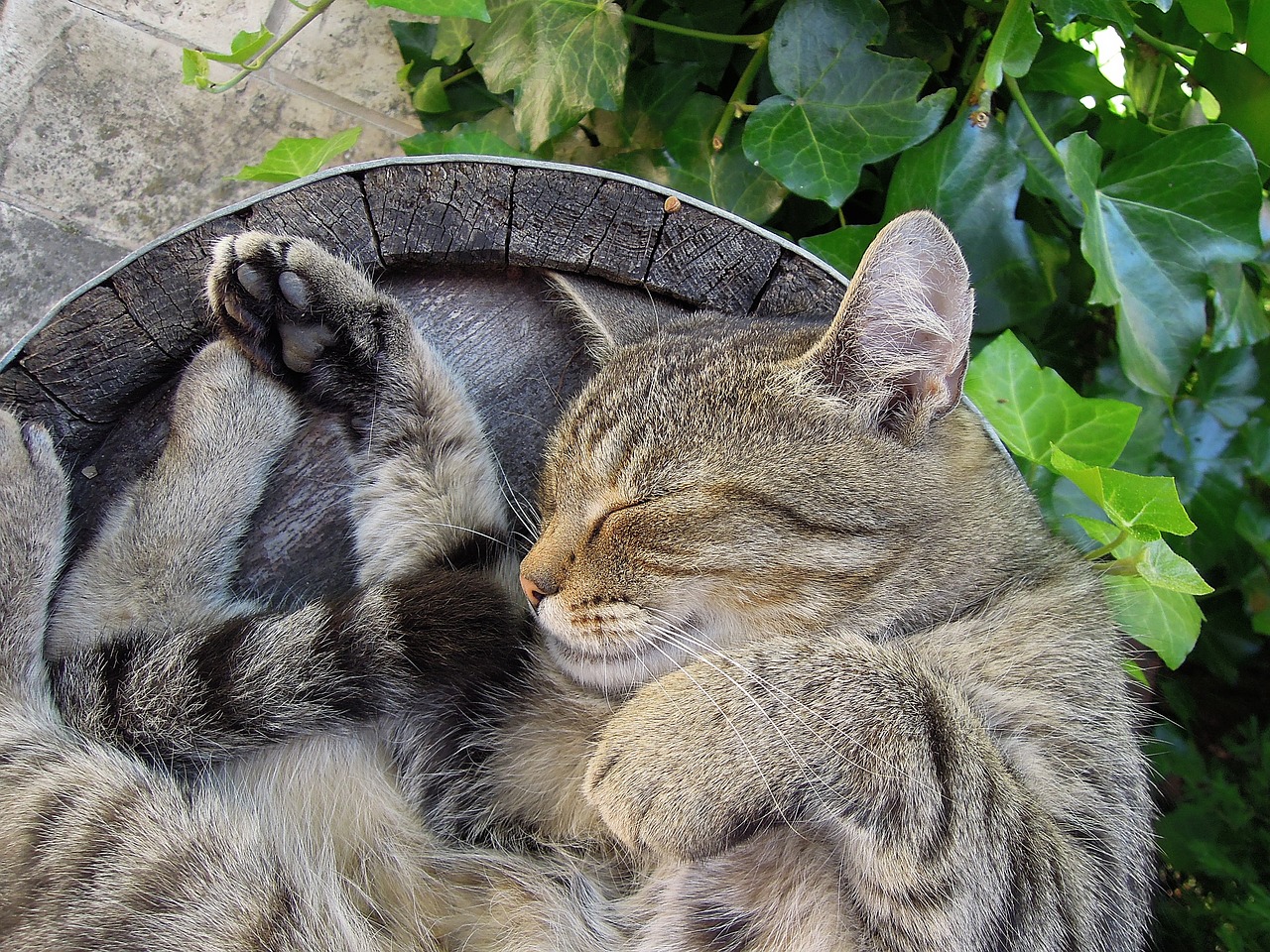 cat kitten tabby kitten free photo